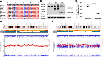 Case Report: A Novel Homozygous Mutation in MYF5 Due to Paternal Uniparental Isodisomy of Chromosome 12 in a Case of External Ophthalmoplegia With Rib and Vertebral Anomalies